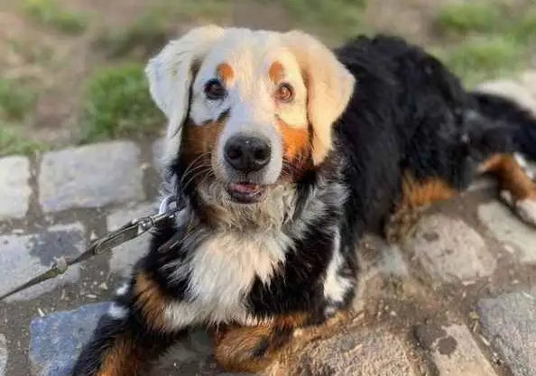 A Bernese Mountain Dog with Vitiligo, a Skin Disease that Causes Skin and Hair Pigmentation Loss