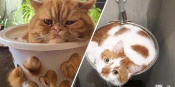 Cute Cat Moments: 16 Photos of Cats in Places They Shouldn't be