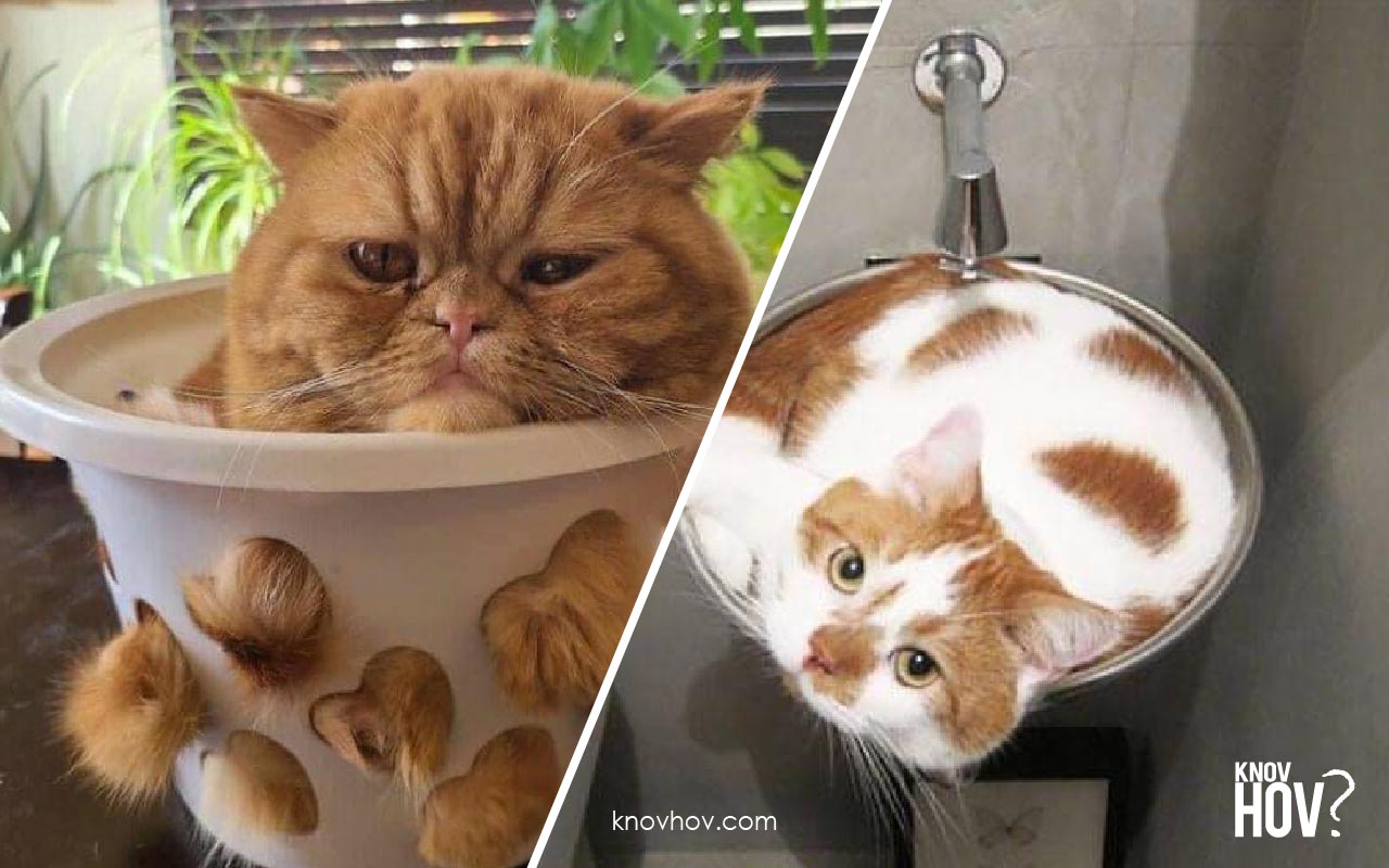 Cute Cat Moments: 16 Photos of Cats in Places They Shouldn't be