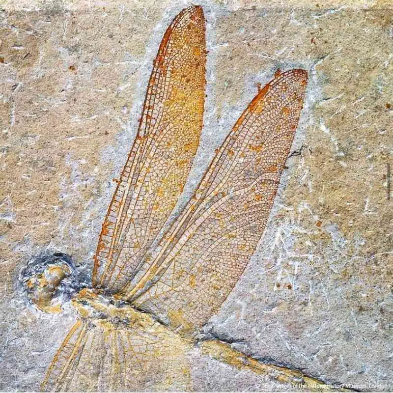 A Dragonfly Fossil was Discovered, which Once Roamed with Dinosaurs in Jurassic Era