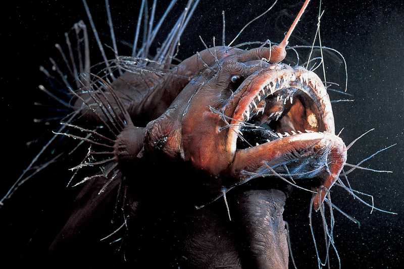 Deep Sea Anglerfish that Resembles an Alien Creature Washed up on a California Beach