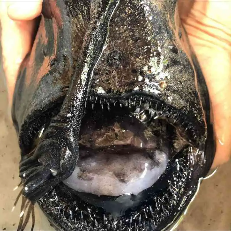 Deep Sea Anglerfish that Resembles an Alien Creature Washed up on a California Beach