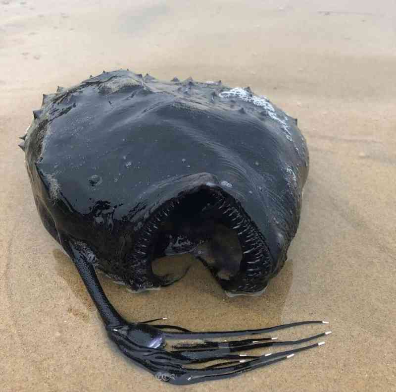 Deep Sea Anglerfish that Resembles an Alien Creature Washed up on a California Beach