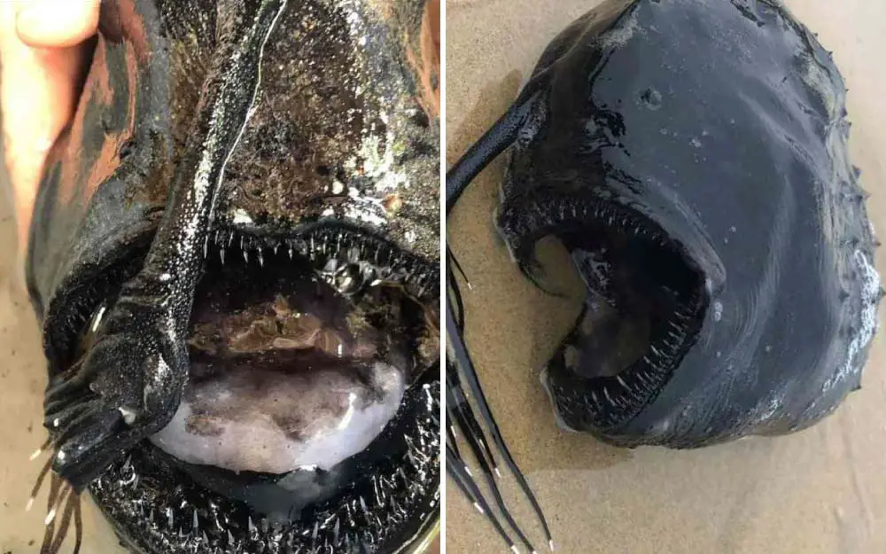 Deep Sea Anglerfish that Resembles an Alien Creature Washed up on a California Beach