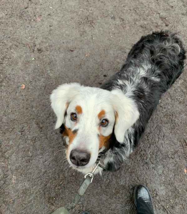 This is Fanny with vitiligo gene defect. Vitiligo is a skin disease that induces a lack of pigmentation in the skin and hair of dogs.