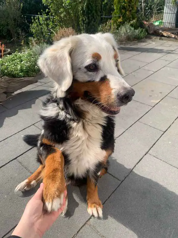 A Bernese Mountain Dog With Vitiligo, A Skin Disease That Causes Skin ...