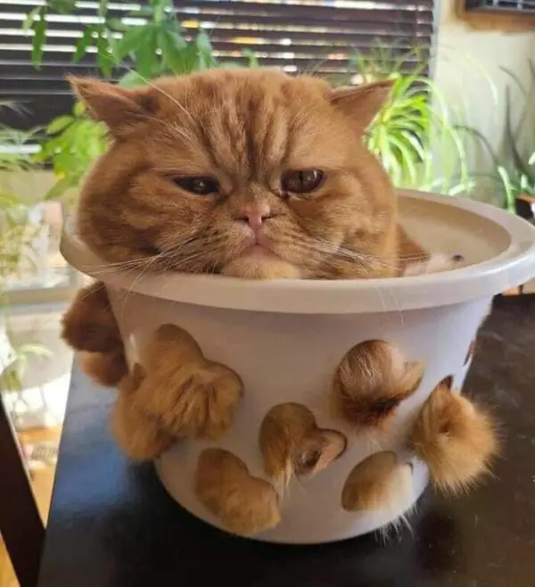 57 Photos Of Cats In Places They Shouldn't Be Cute Cat Moments! Pets