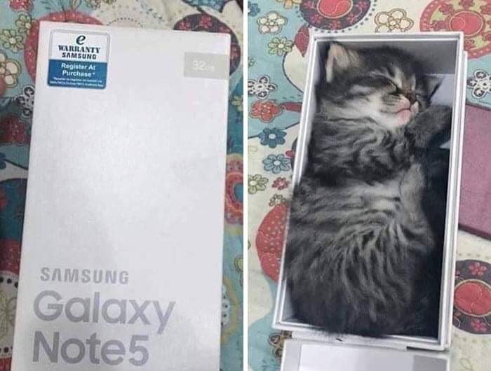 Cute Cat Moments: 16 Photos of Cats in Places They Shouldn't be