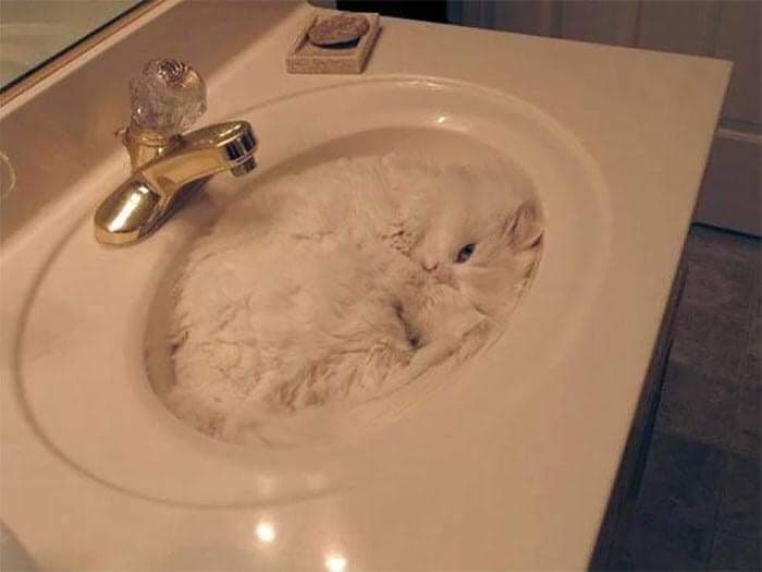 57 Photos of Cats in Places They Shouldn't be: Cute Cat Moments!