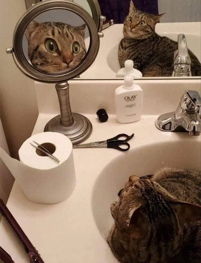 57 Photos of Cats in Places They Shouldn't be: Cute Cat Moments!