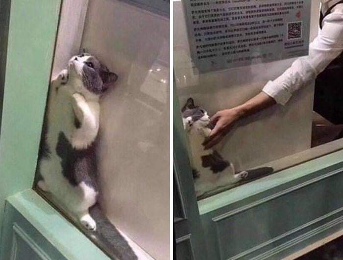 57 Photos of Cats in Places They Shouldn't be: Cute Cat Moments!