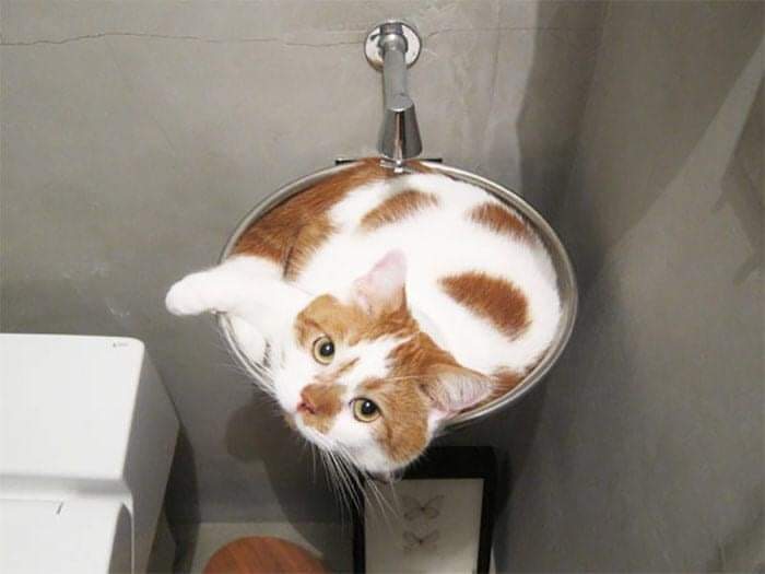 Cute Cat Moments: 16 Photos of Cats in Places They Shouldn't be