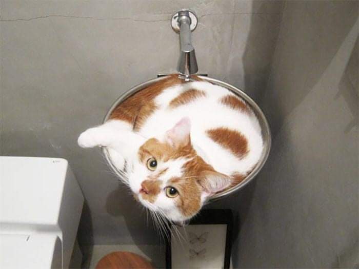 57 Photos of Cats in Places They Shouldn't be: Cute Cat Moments!