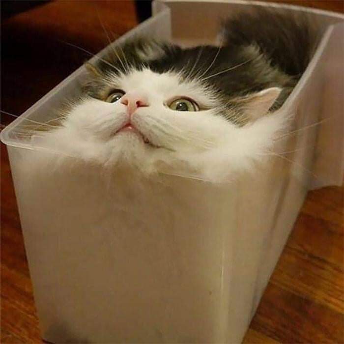 57 Photos of Cats in Places They Shouldn't be: Cute Cat Moments!