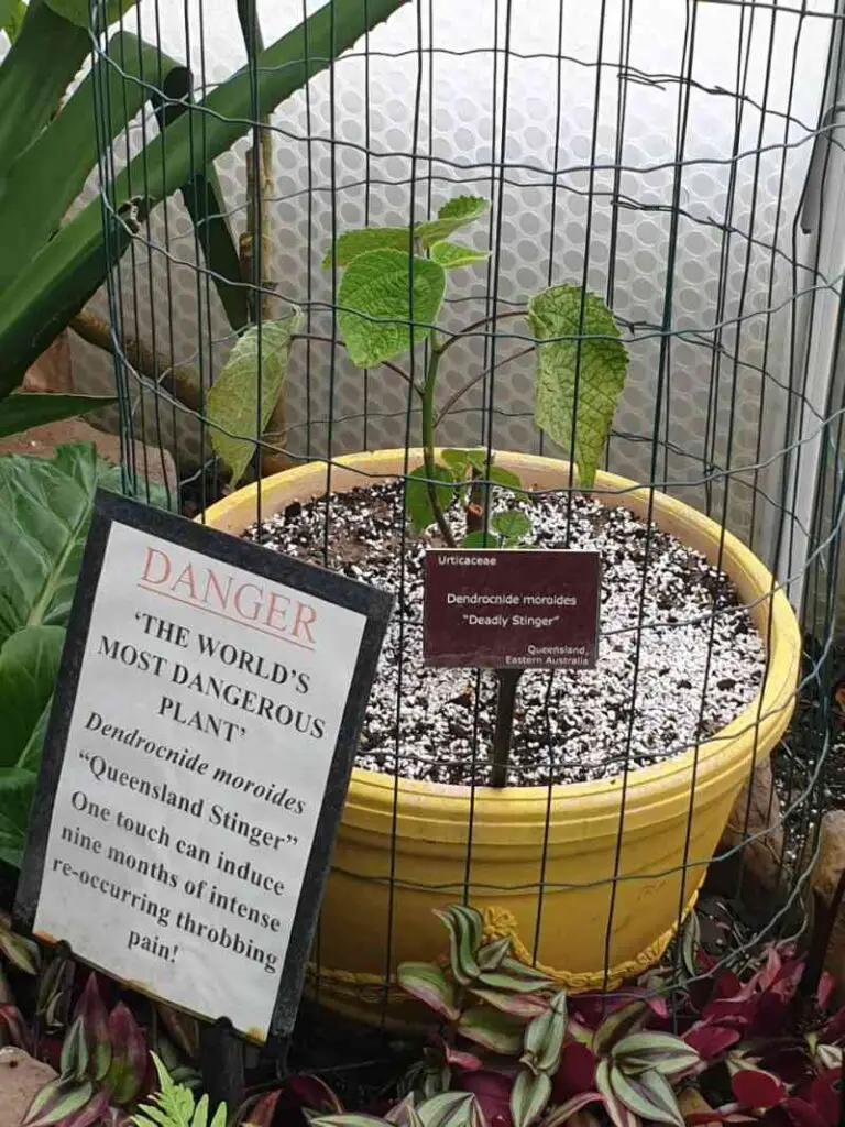 Gympie Gympie: Most Dangerous Plant in the World? one touch of a Gympie plant sting will result in 9 months of throbbing pain