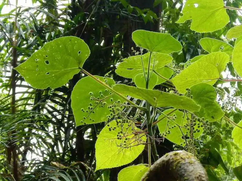 Gympie Gympie: Most Dangerous Plant in the World? one touch of a Gympie plant sting will result in 9 months of throbbing pain