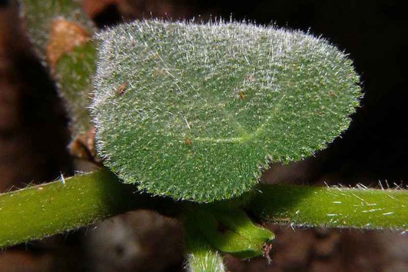 Gympie Gympie: Most Dangerous Plant in the World? one touch of a Gympie plant sting will result in 9 months of throbbing pain