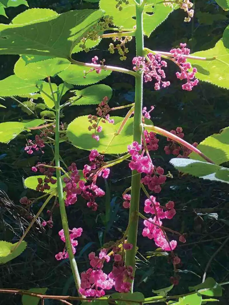 Gympie Gympie: Most Dangerous Plant in the World? one touch of a Gympie plant sting will result in 9 months of throbbing pain