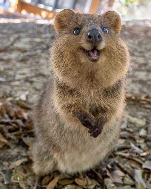 44 Quokka Selfies: Happiest Australian Animal That Smiles To Take A ...