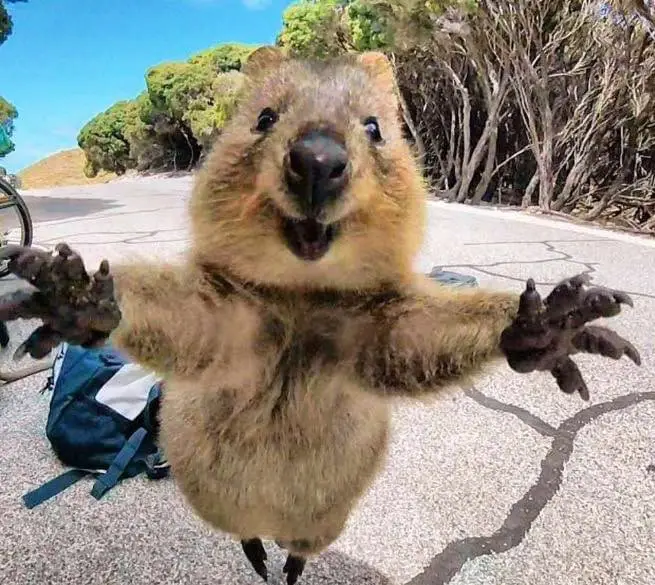 Quokka: Happiest Australian Animal that Smiles to take a Quokka Selfie with You!