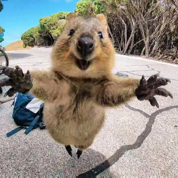 44 Quokka Selfies: Happiest Australian Animal that Smiles to take a Selfie with You