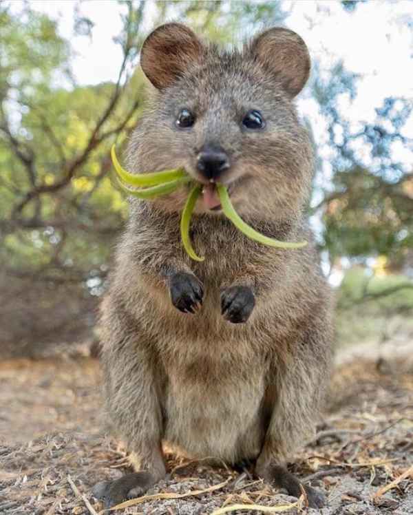 44 Quokka Selfies: Happiest Australian Animal that Smiles to take a Selfie with You