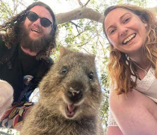 44 Quokka Selfies: Happiest Australian Animal that Smiles to take a Selfie with You