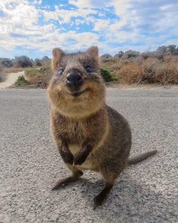 44 Quokka Selfies: Happiest Australian Animal that Smiles to take a Selfie with You