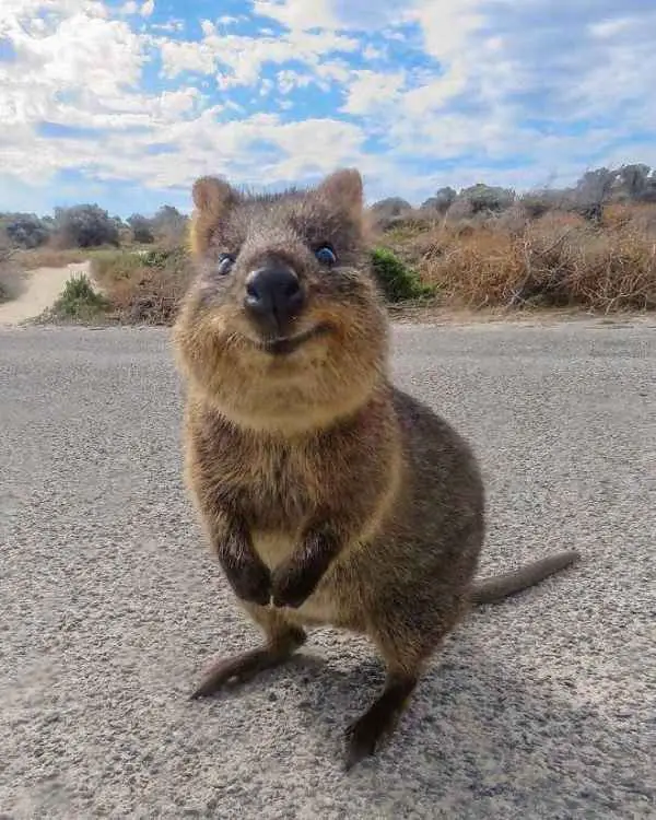 Quokka Happiest Australian Animal That Smiles To Take A Quokka Selfie Quokka Happiest Australian Animal That Smiles To Take A Quokka Selfie