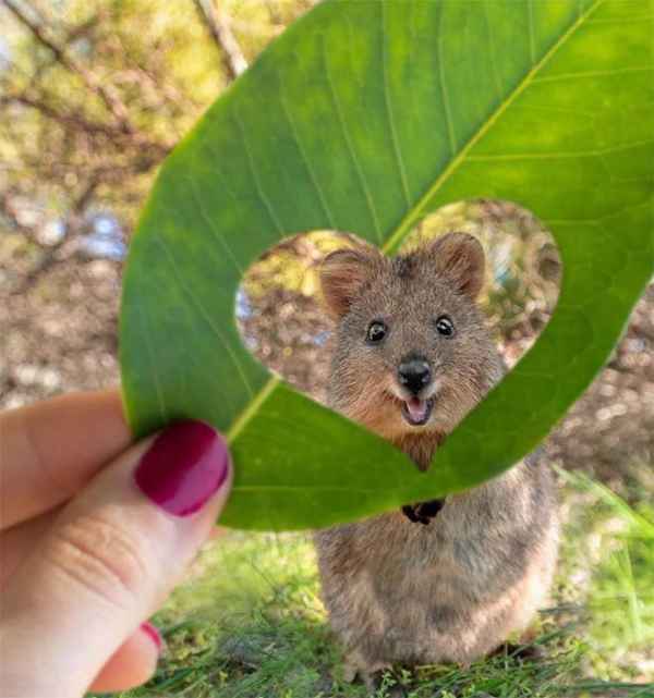 44 Quokka Selfies: Happiest Australian Animal that Smiles to take a Selfie with You