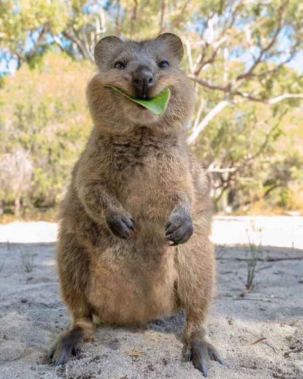 Quokka: Happiest Australian Animal that Smiles to take a Quokka Selfie with You!