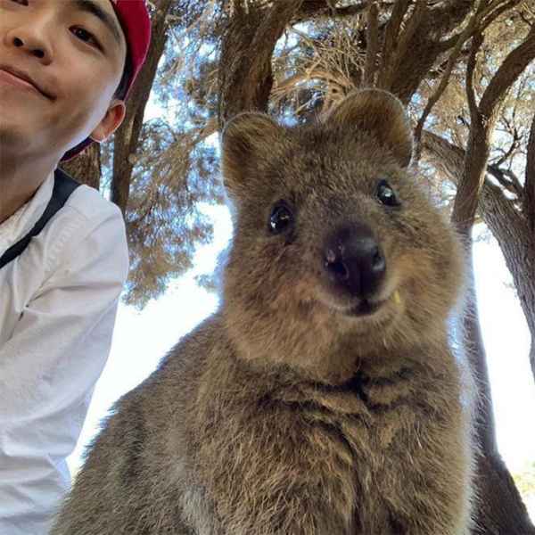 44 Quokka Selfies: Happiest Australian Animal that Smiles to take a Selfie with You