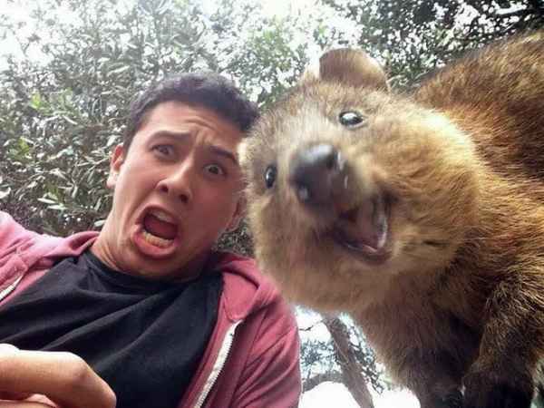 44 Quokka Selfies: Happiest Australian Animal that Smiles to take a Selfie with You