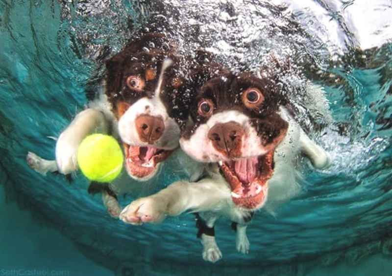 10 Best Photos of Seth Casteel's Award-Winning Underwater Dogs Photography