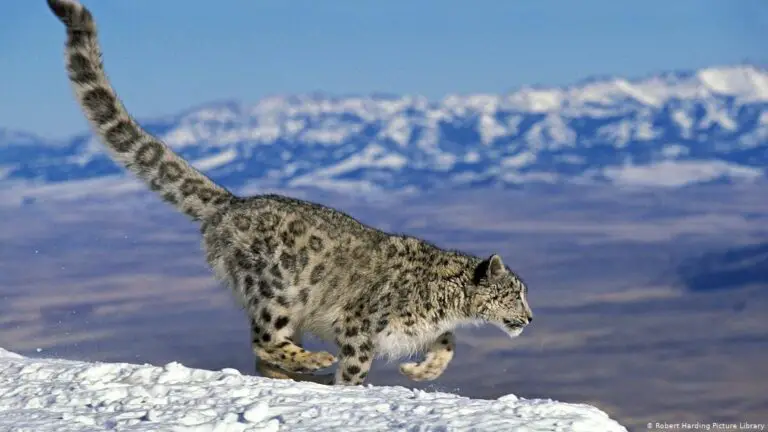 Snow Leopards With Tails Nearly As Long As Their Bodies - Animal Behavior