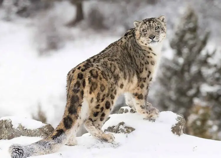 Snow Leopards With Tails Nearly As Long As Their Bodies - Knovhov.com