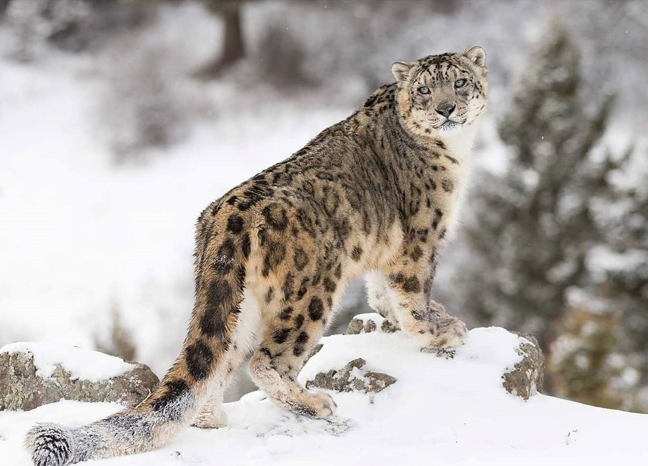 Snow Leopards with Tails Nearly as long as Their Bodies