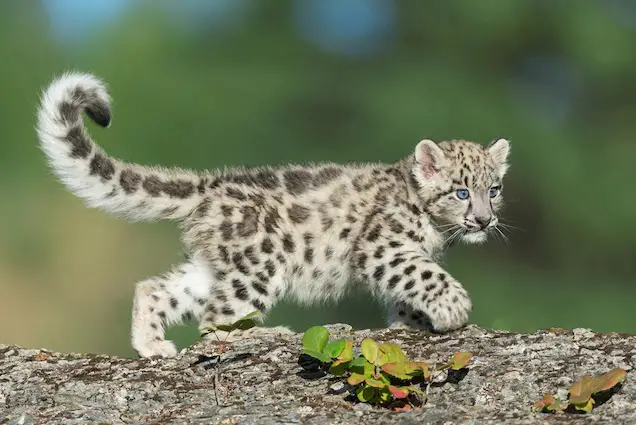 Snow Leopards are the world's highest living large predators and they have tails that are almost as long as their bodies.