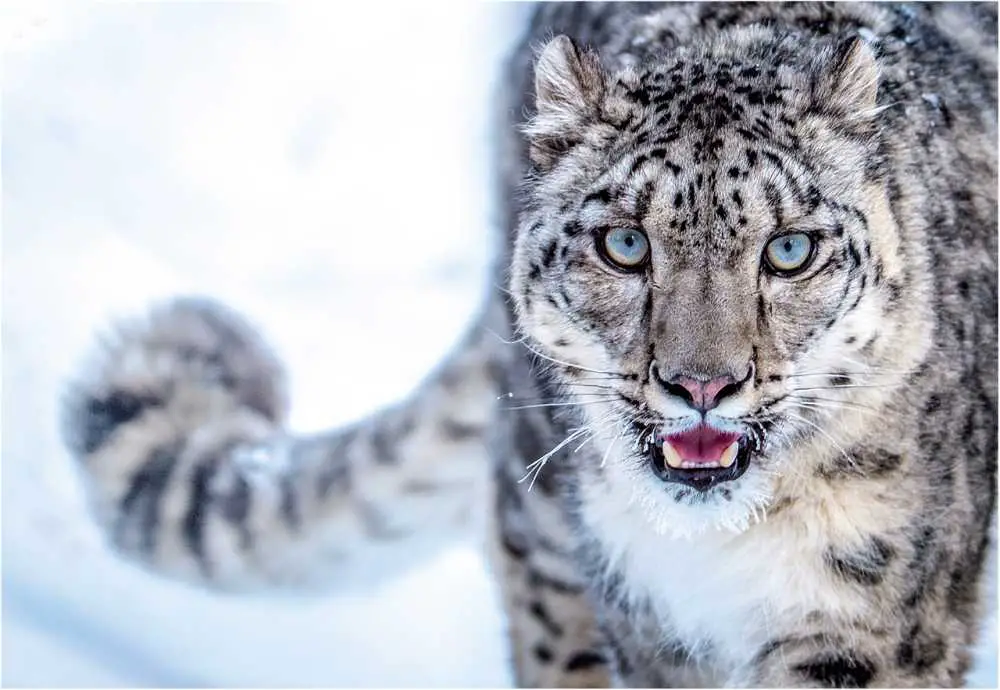 Snow Leopards are the world's highest living large predators and they have tails that are almost as long as their bodies.