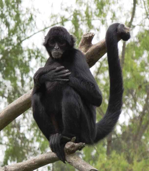 Spider Monkey Tail Lengths More than their Body, which Acts as their Fifth Limb