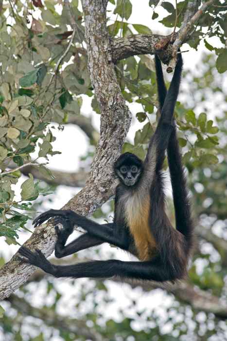 Spider Monkey Tail Lengths More than their Body, which Acts as their Fifth Limb