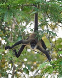 Spider Monkey Tail Lengths More Than Their Body, Which Acts As Their