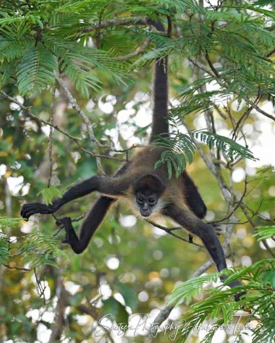 Spider Monkey Tail Lengths More than their Body, which Acts as their Fifth Limb