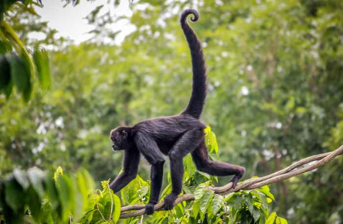 Spider Monkey Tail Lengths More than their Body, which Acts as their Fifth Limb