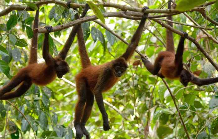 Spider Monkey Tail Lengths More than their Body, which Acts as their Fifth Limb