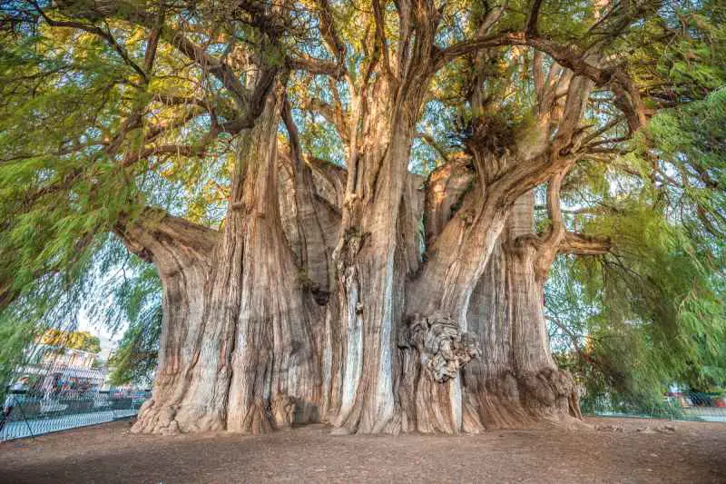 Arbol del Tule: The Biggest Tree in the World by Width