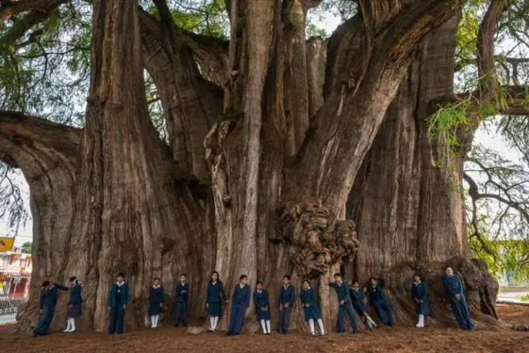 Arbol del Tule: The Biggest Tree in the World by Width