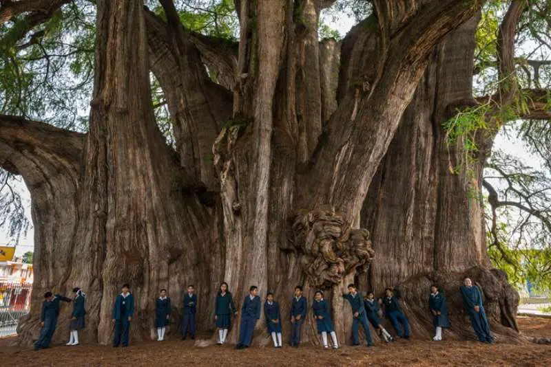 Arbol Del Tule: The Biggest Tree In The World - Travel And Tourism