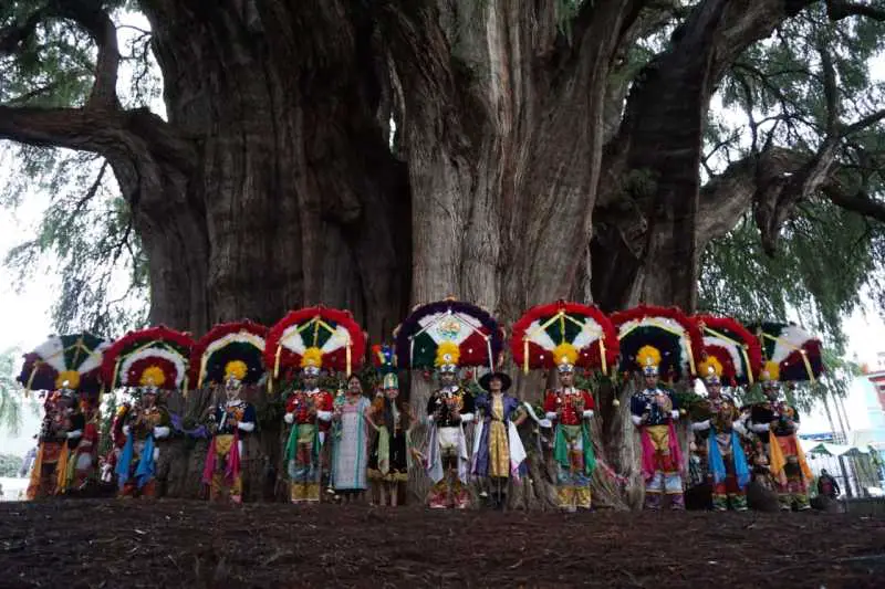 Arbol del Tule: The Biggest Tree in the World by Width