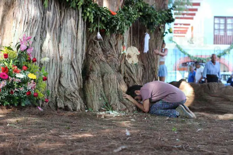 Arbol del Tule: The Biggest Tree in the World by Width